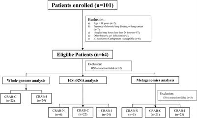 Comparative Respiratory Tract Microbiome Between Carbapenem-Resistant Acinetobacter baumannii Colonization and Ventilator Associated Pneumonia